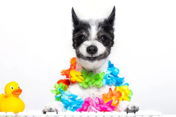 Pudel Pies Rezerwacji Letnich Wakacji Online Pomocą Komputera Klawiatury Noszenie — Zdjęcie stockowe