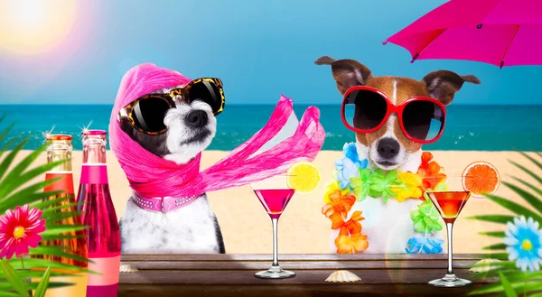 Lady Diva Perro Caniche Con Marido Usando Gafas Sol Vacaciones —  Fotos de Stock