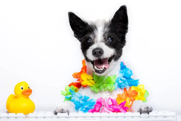 Caniche Perro Reserva Vacaciones Verano Línea Utilizando Teclado Ordenador Con —  Fotos de Stock