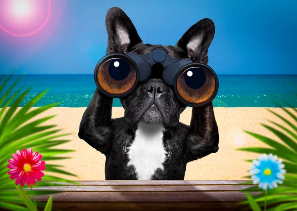 Binoculares Bulldog Francés Buscando Mirando Observando Con Cuidado Detrás Los — Foto de Stock