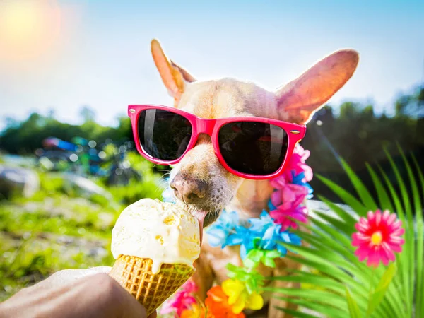 Cachorro Chihuahua Férias Verão Cidade Praia Rio Comendo Lambendo Sorvete — Fotografia de Stock