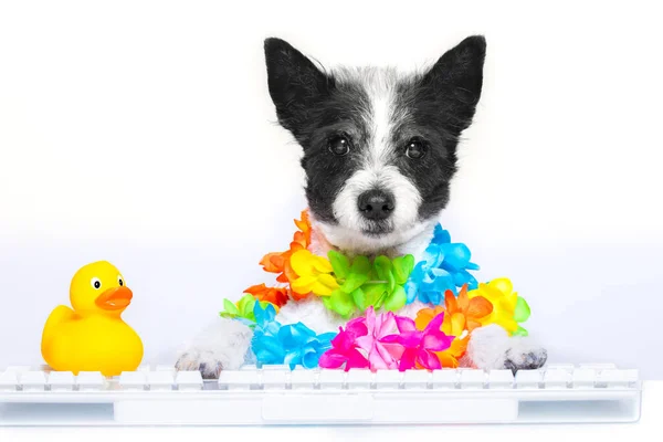Pudelhund Bucht Sommerurlaub Online Über Computertastatur Trägt Sonnenbrille Und Blumenkette — Stockfoto