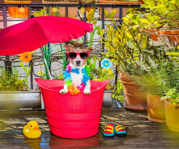 Dog in a bathtub or bucket refreshing in summer at the balcony with umbrella on vacation