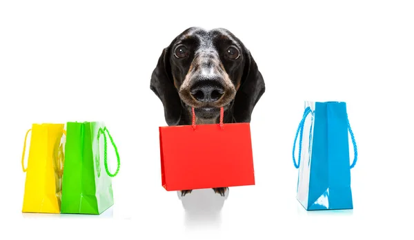 Cão Salsicha Dachshund Com Sacos Compras Prontos Para Desconto Venda — Fotografia de Stock