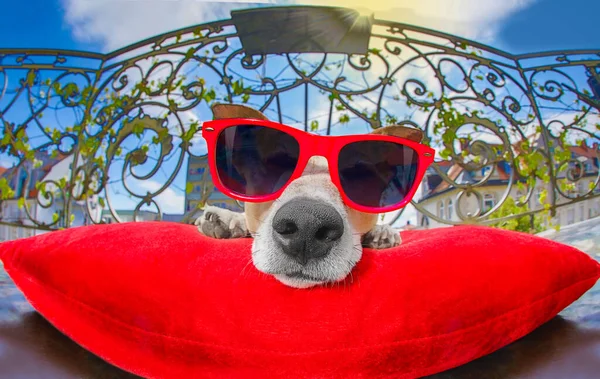 Rolig Jack Russell Hund Porträtt Närbild Fisheye Lins Titta Balkong — Stockfoto