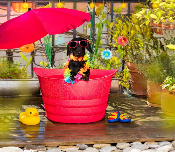 Dog in a bathtub or bucket refreshing in summer at the balcony with umbrella on vacation