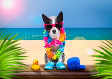 Yaz tatilinde güneş gözlüklü bayan diva kaniş köpeği. Plaj barında kokteyl ya da içecek ile birlikte.