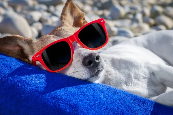 Jack Russel Dog Resting Relaxing Towel Umbrella Beach Ocean Shore — стоковое фото