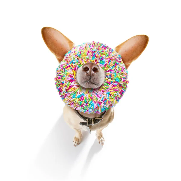 Tolo Burro Cão Louco Com Donut Seu Rosto Olhando Engraçado — Fotografia de Stock