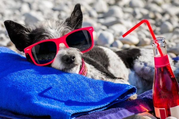 Pies Pudel Odpoczywający Relaksujący Ręczniku Pod Parasolem Plaży Brzeg Oceanu — Zdjęcie stockowe