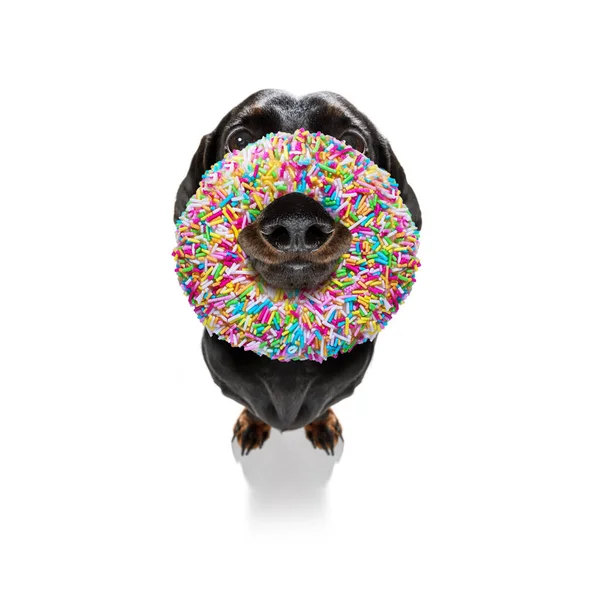 Tolo Burro Cão Louco Com Donut Seu Rosto Olhando Engraçado — Fotografia de Stock