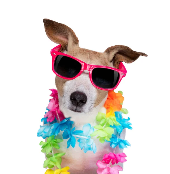Jack Russel Dog Beach Summer Vacation Holidays Isolated White Background — Stock Photo, Image