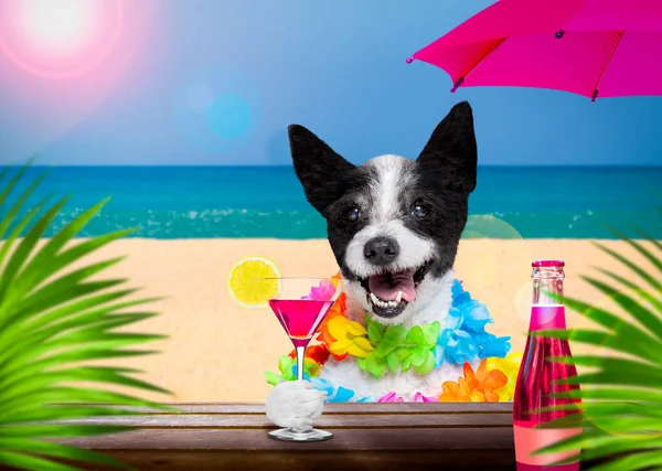 Lady Diva Pudel Sommerurlaub Mit Cocktail Drink Oder Getränk Beach — Stockfoto