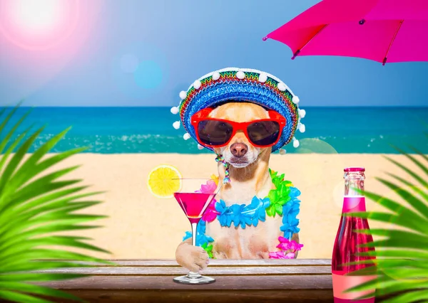 Perro Chihuahua Con Gafas Sol Vacaciones Verano Con Bebida Cóctel — Foto de Stock