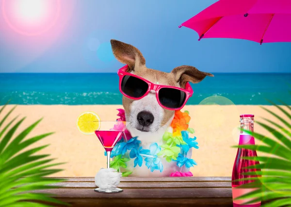 Jack Russell Dog Wearing Sunglasses Summer Vacation Holidays Cocktail Drink — стоковое фото