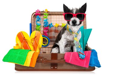 Yaz tatili kaniş köpeği beyaz arka planda izole bir şekilde tatil için plajda veya cennette hazır.