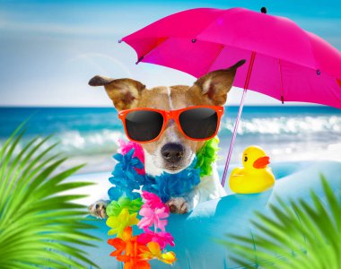 Jack Russel, yaz tatilinde bir şişme yatakta dinleniyor ve dinleniyor ya da deniz kıyısında yüzüyor.