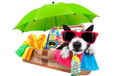 Yaz tatili kaniş köpeği beyaz arka planda izole bir şekilde tatil için plajda veya cennette hazır.