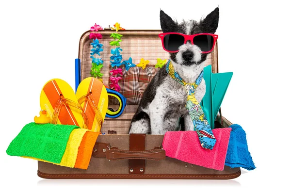 Perro Caniche Vacaciones Verano Equipaje Listo Para Las Vacaciones Playa —  Fotos de Stock