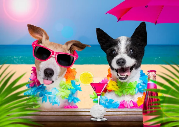 Bayan Diva Kaniş Köpeği Kocası Yaz Tatilinde Güneş Gözlüğü Takıyor — Stok fotoğraf