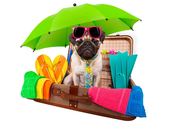 Perro Pug Vacaciones Verano Equipaje Listo Para Las Vacaciones Playa —  Fotos de Stock