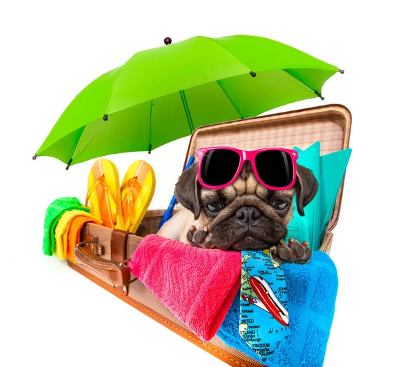 Férias Verão Cão Pug Lugagge Pronto Para Férias Praia Paraíso — Fotografia de Stock