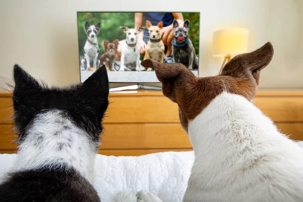 Пара Собак Wacthing Потоковой Телевизионной Программы Кино Серии Постели Уютно — стоковое фото