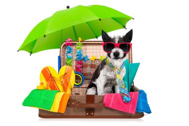 Yaz tatili kaniş köpeği beyaz arka planda izole bir şekilde tatil için plajda veya cennette hazır.