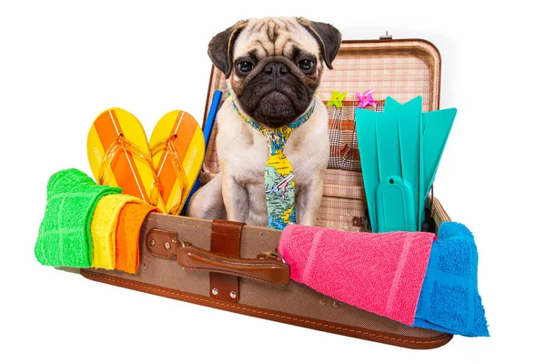 Sommar Semester Pug Hund Lugagge Redo För Semester Stranden Eller — Stockfoto