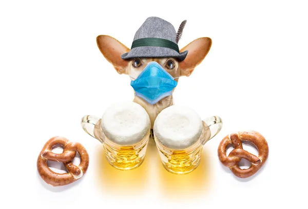 Bavarian Chihuahua Dog Gingerbread Mug Isolated White Background Canceled Okotberfest — Stock Photo, Image