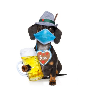 Zencefilli ve bira kupalı Bavyeralı Alman dachshund sosisi, beyaz arka planda izole edilmiş, Münih 'teki kutlama festivalini iptal etmiş ve yüz maskesi takmış.