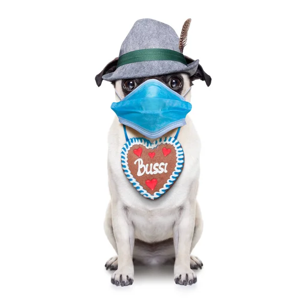 白を基調としたジンジャーグレッドとビールマグカップ付きのバイエルンドイツのパグ犬は ミュンヘンでのお祝い祭りを中止し フェイスマスクを着用 — ストック写真