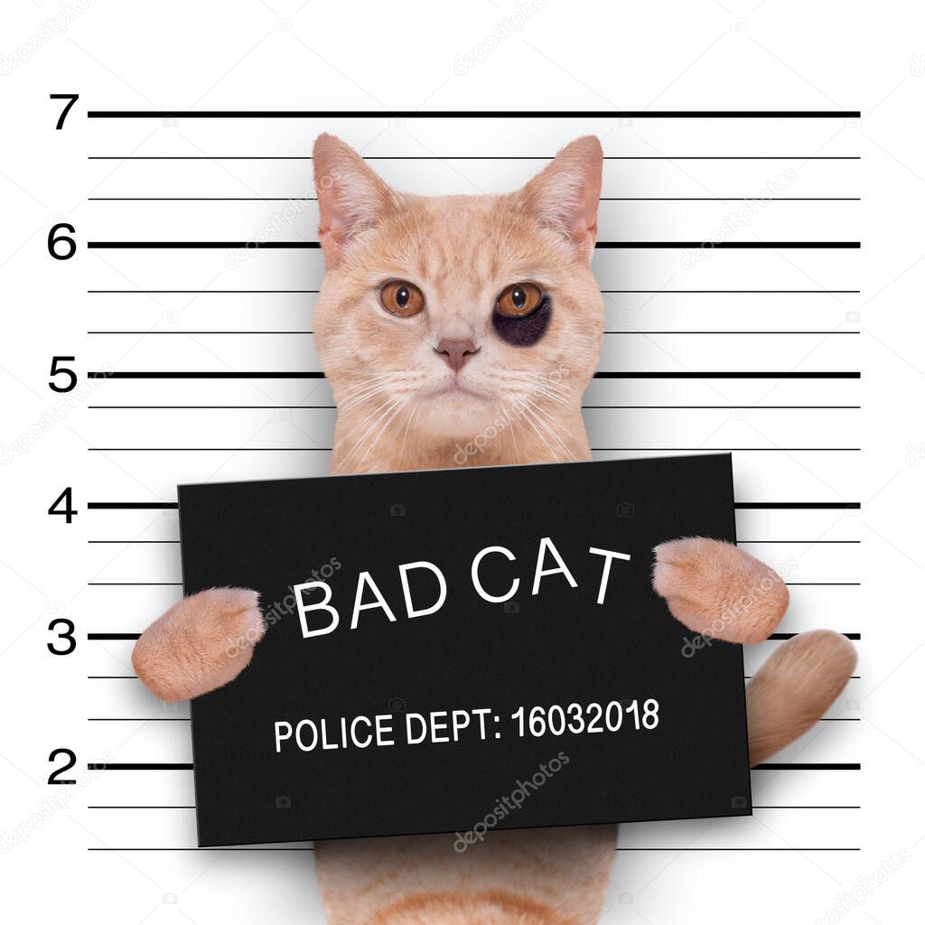 cat kitten kitty holding a police department banner , as a mugshot photo, at police office