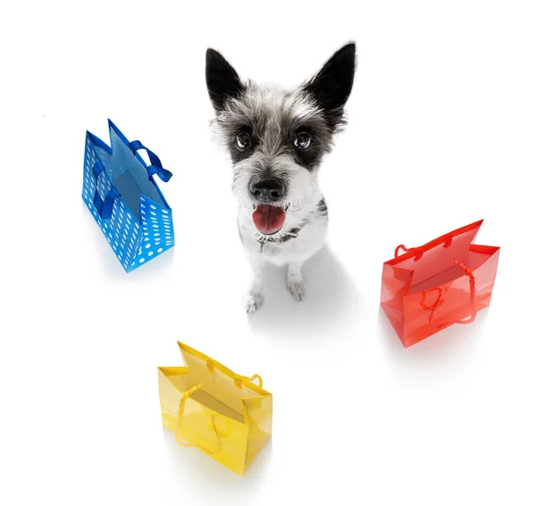 Pudelhund Mit Einkaufstaschen Bereit Für Rabatt Und Verkauf Der Mall — Stockfoto