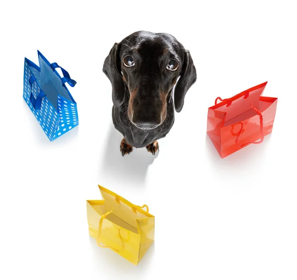 Salsicha Cão Dachshund Com Sacos Compras Pronto Para Desconto Venda — Fotografia de Stock