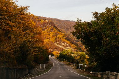 büyüleyici doğa ve orman manzara, sarı ve yeşil ağaçları güneşin yol