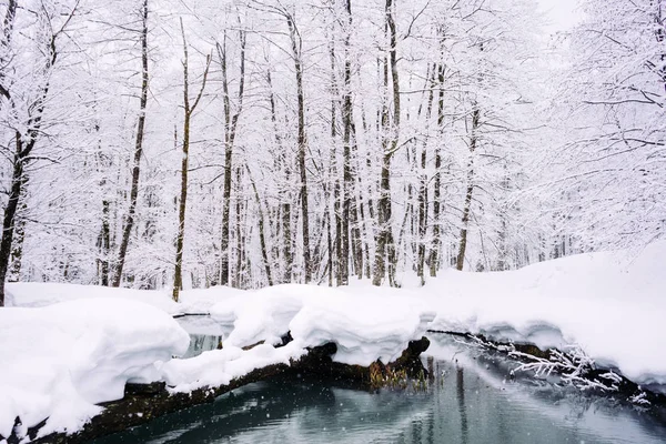Een magische winterlandschap en de natuur, de bomen in het bos zijn bedekt met witte sneeuw, vorst en koude — Stockfoto