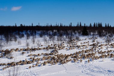 çok soğuk kuzeyde, karla kaplı tarlada vahşi Ren geyiği sürüsü soğuk soğuk gökyüzü altında çalışır