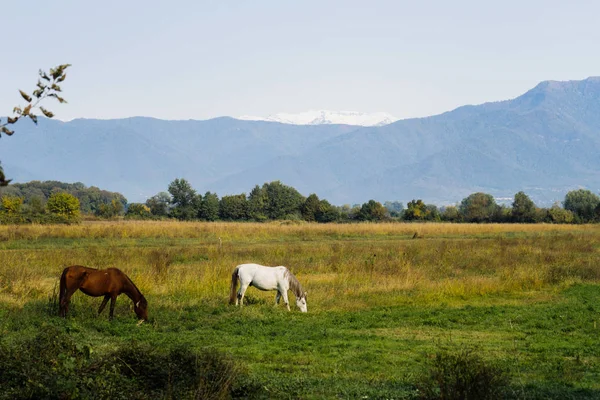 Волшебная природа, зеленые луга и поля на фоне гор, белых и коричневых коней — стоковое фото