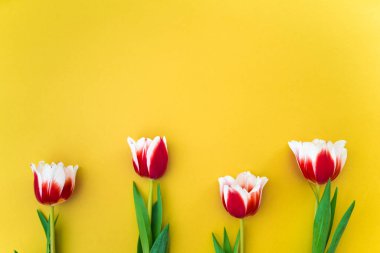 Bir demet taze lale canlı renkli sarı bir arka plan üzerinde yalan. Anneler günü ve Uluslararası Kadınlar günü