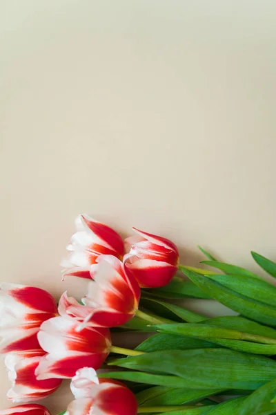 Un bouquet de tulipes fraîches reposant sur un fond beige. Fête des mères et Journée internationale de la femme — Photo