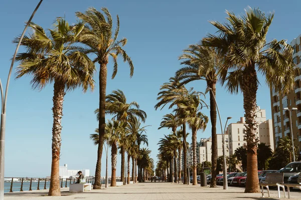Uitzicht op een steegje van palmbomen met gebouwen aan de zeekust — Stockfoto