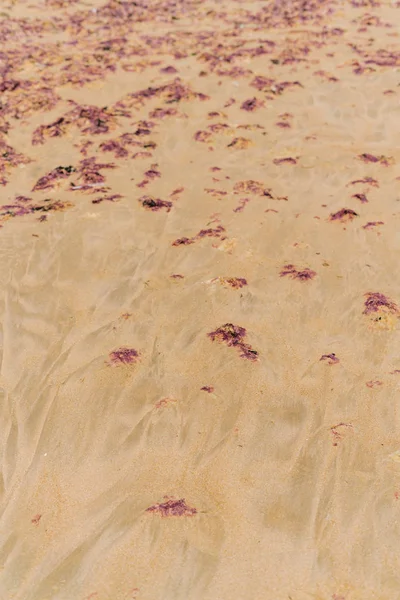 sand covered with red seaweed and traces of the tide