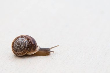 Kahverengi bir kabuk ile üzüm bir salyangoz bir beyaz dokulu yüzeye lavabolar