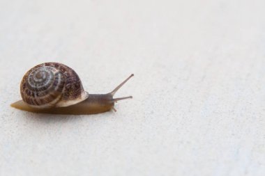Kahverengi bir kabuk ile üzüm bir salyangoz bir beyaz dokulu yüzeye lavabolar