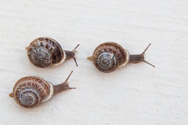 Race Large Grape Snails Brown Shells White Textured Surface — Stock Photo, Image