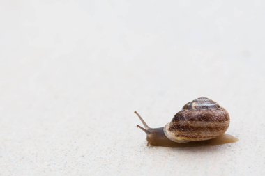 Kahverengi bir kabuk ile üzüm bir salyangoz bir beyaz dokulu yüzeye lavabolar