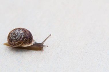 Kahverengi bir kabuk ile üzüm bir salyangoz bir beyaz dokulu yüzeye lavabolar