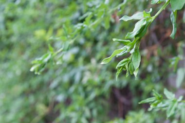 yeşil çit arka plan. dekoratif