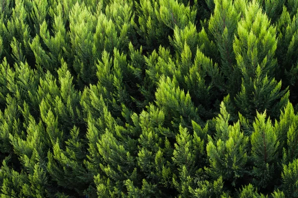 Grüne Hecke Hintergrund Dekorativ — Stockfoto